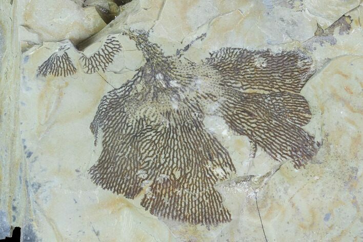 Ordovician Graptolite (Dictyonema) - Fillmore Formation, Utah #95478